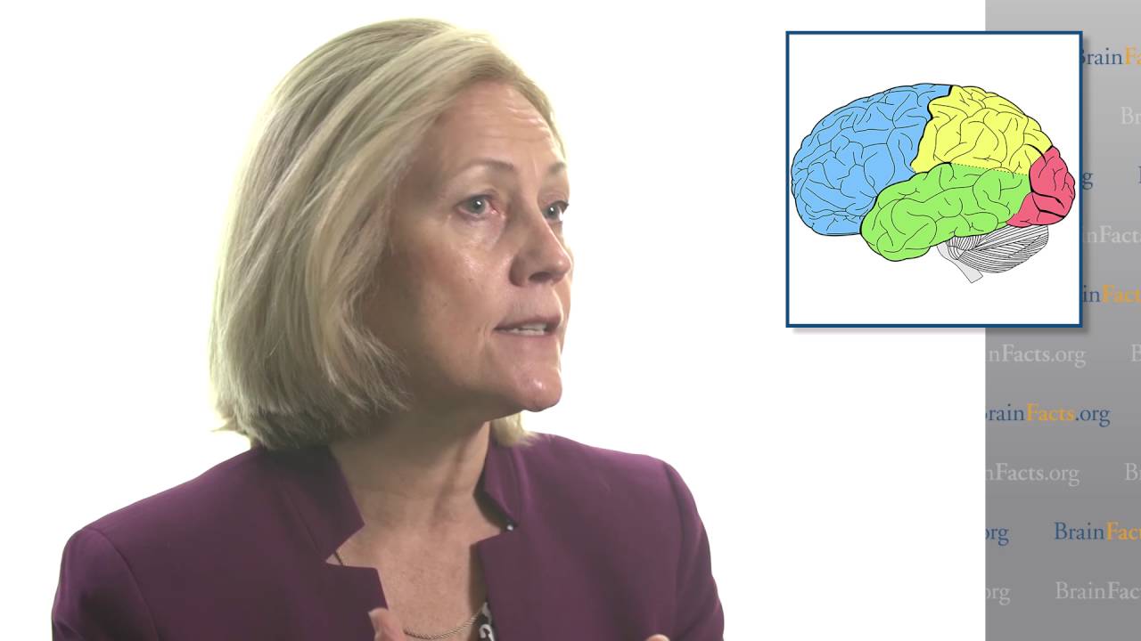 The Workings of the Adolescent Brain