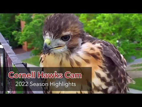 2022 Cornell Hawks Cam Season Highlights