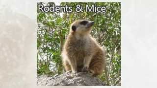 preview picture of video 'Rodent Removal Oakley CA 94561 925-392-3190 Animal Trapping'