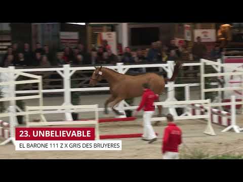UNBELIEVABLE (EL BARONE 111 Z  x GRIS DES BRUYERES)