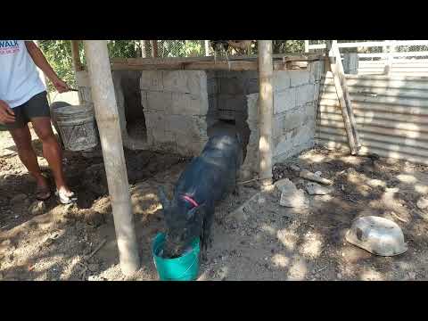 isang batalyon ng mga manok!