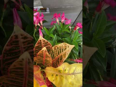 Multiple Flowers Plants Setting.