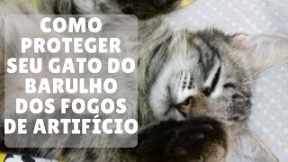 Como Proteger Seu Gato Dos Fogos de Artifício