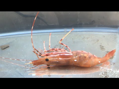 Worlds LARGEST Prawn Shrimp! R.I.P. QUEEN