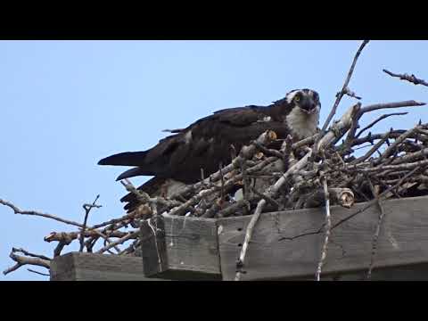 Female Osprey in Nest With Baby Calling to her Mate