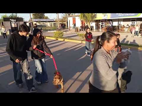 Desfile de Mascotas  en la Verde 2026