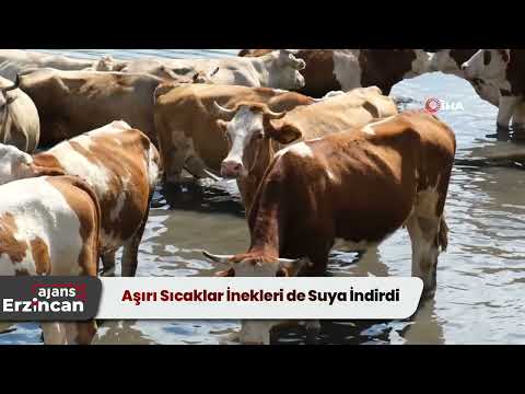 Aşırı Sıcaklar İnekleri de Suya İndirdi
