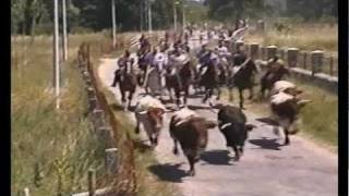 preview picture of video 'Navasfrias encierro de toros, cabestros y caballos corriendo por las calles'