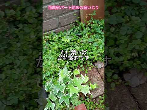 ロッカリー用の花の咲くグランドカバー：高山庭園を作るにはどの種を選ぶべきですか？  庭園