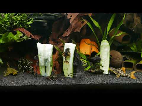 Gurkenschmaus der L Welse