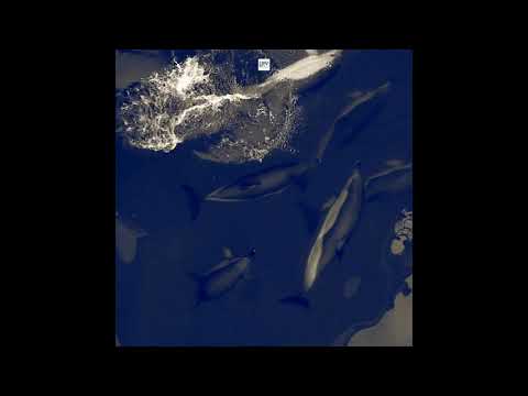 NYKOLUKE - DOLPHIN (Original Mix)