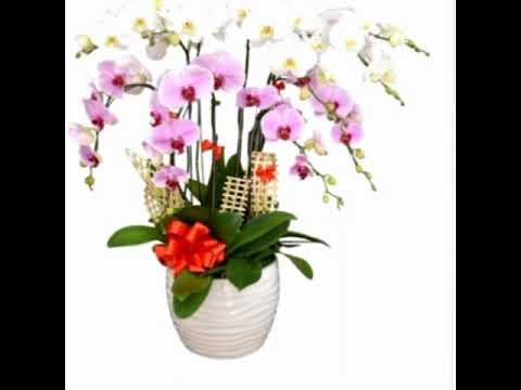 Thể hiện bởi Hoài Mỹ