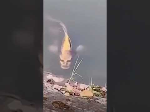 Самые странные рыбы#рыба#рыбалка#карп#щука#факты#рекомендации#сом#viral#shorts#окунь#карась