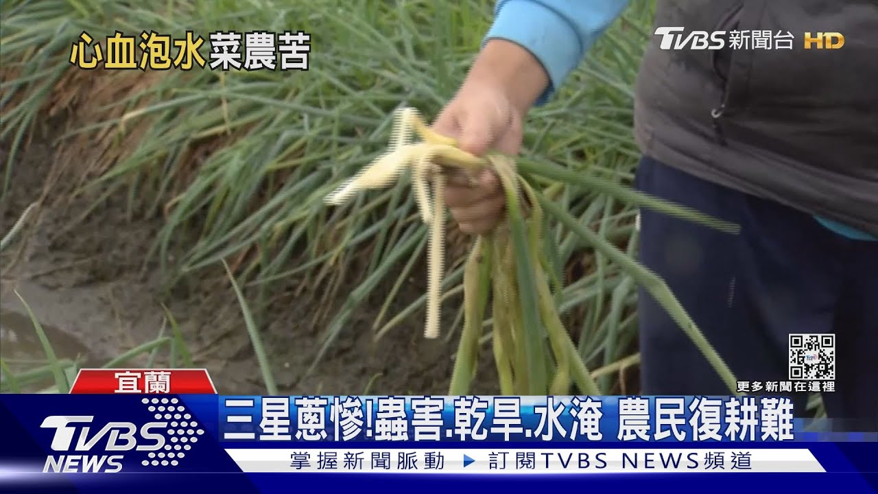 全泡水!薑、高麗菜苗、蔥沒了 損失157萬