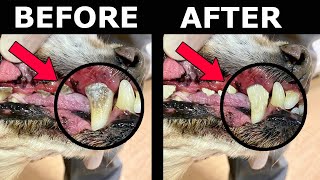 How To Scale Your Dogs Teeth (AT HOME)