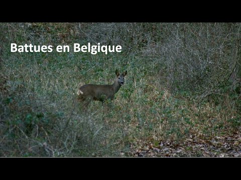 Battues en Belgique / driven hunt in Belgium
