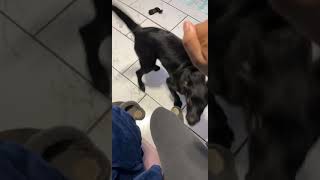 Labrador Husky Puppies Videos