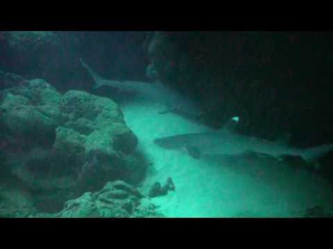 Whitetip Reef Shark at Kauai Tunnel Beach