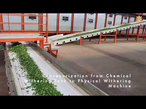 Tea Manufacturing Process || Continuous Chemical Withering Solution || GEM Machinery, Kolkata