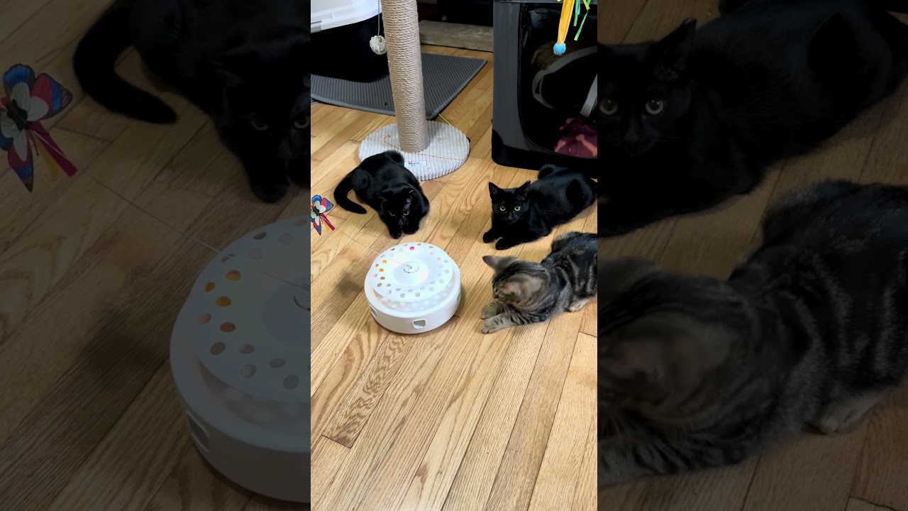 Enlarge Meredith, a Adoptable Domestic Short Hair in Virginia Beach, VA video 6/6