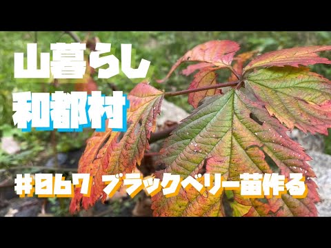 ブラックベリーを増やす: これが仕組みです 庭の練習
