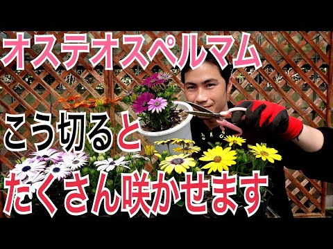 オステオピラスについて詳しく解説