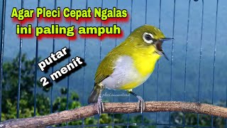 Download lagu Suara Burung Pleci Gacor Ngalas Nembak,Bikin Lawan Emosi || Pleci Bustomi Gacor mp3