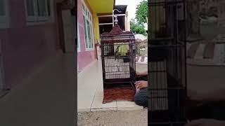 Download lagu Cendet isian Tengkek buto mp3 Download lagu Cendet isian Tengkek buto mp3