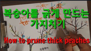 복숭아를 굵게 만드는 전지법. 단초전정법 How pruning produces thick peaches.