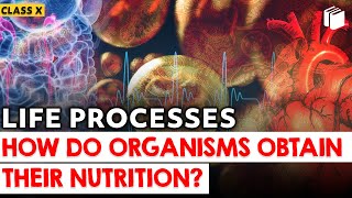 How Do Organisms Obtain Their Nutrition? | Chapter 6 | Class 10 | PuStack