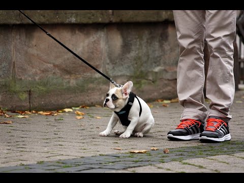 Was kann ich tun, wenn mein Welpe nicht Gassi gehen möchte? - Welpenfrage der Woche