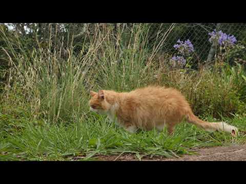 coverr cat eating grass 1749 1080p