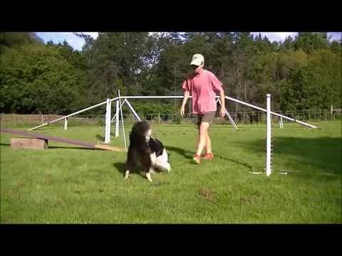 Gem Running Dogwalk after approx 10 weeks of training