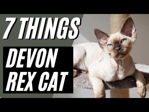 7 Things ALL Devon Rex Cats Need | Devon Rex Cats