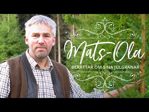 Mats Ola berättar om julgranar