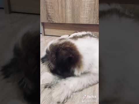 Baby Bellamy's first TikTok