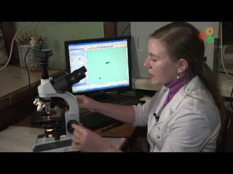 Микробиология. Приготовление фиксированных препаратов