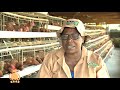 The Do S And Dont S Of Poultry Farming Poultry Part 1