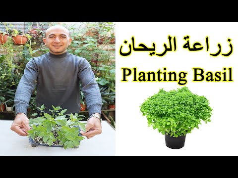 , title : 'زراعة بذور الريحان في البيت بسهولة و سرعة, زراعة الحبق, Planting Basil Seeds at Home'