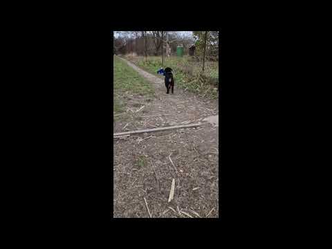 Rottweiler puppy for sale