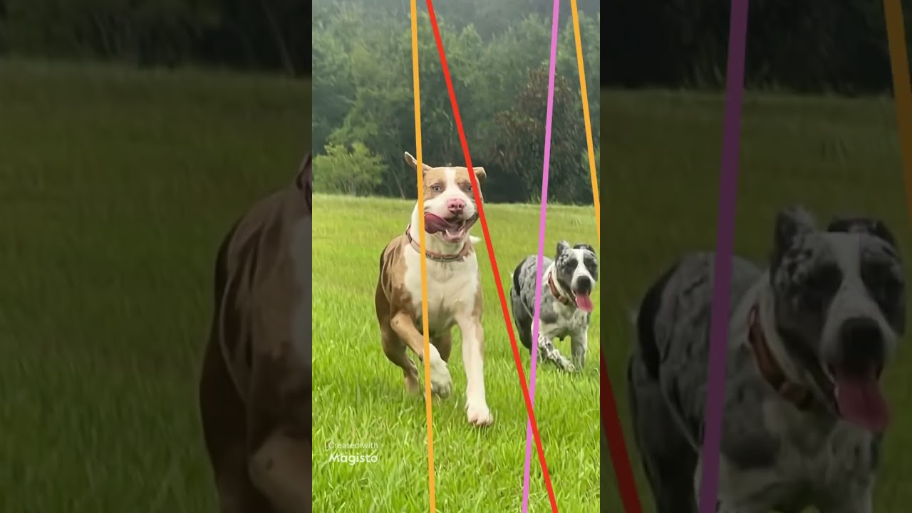 Georgia - Adopted, an adopted mixed breed in East Providence, RI video 6/6