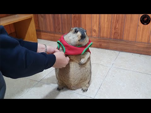 Als das Murmeltier zum ersten Mal stillhielt, damit ich mir ein Hemd anziehen konnte.