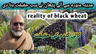 amazing health benefits of black wheat/reality of black wheat/kali gandam ky faedy/agriculture info