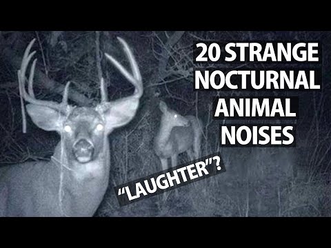 The Strange Sounds You'll Hear While Camping