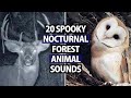 The Strange Sounds You Ll Hear While Camping