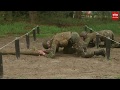 Stoottroepen jarig, militairen aan de bak