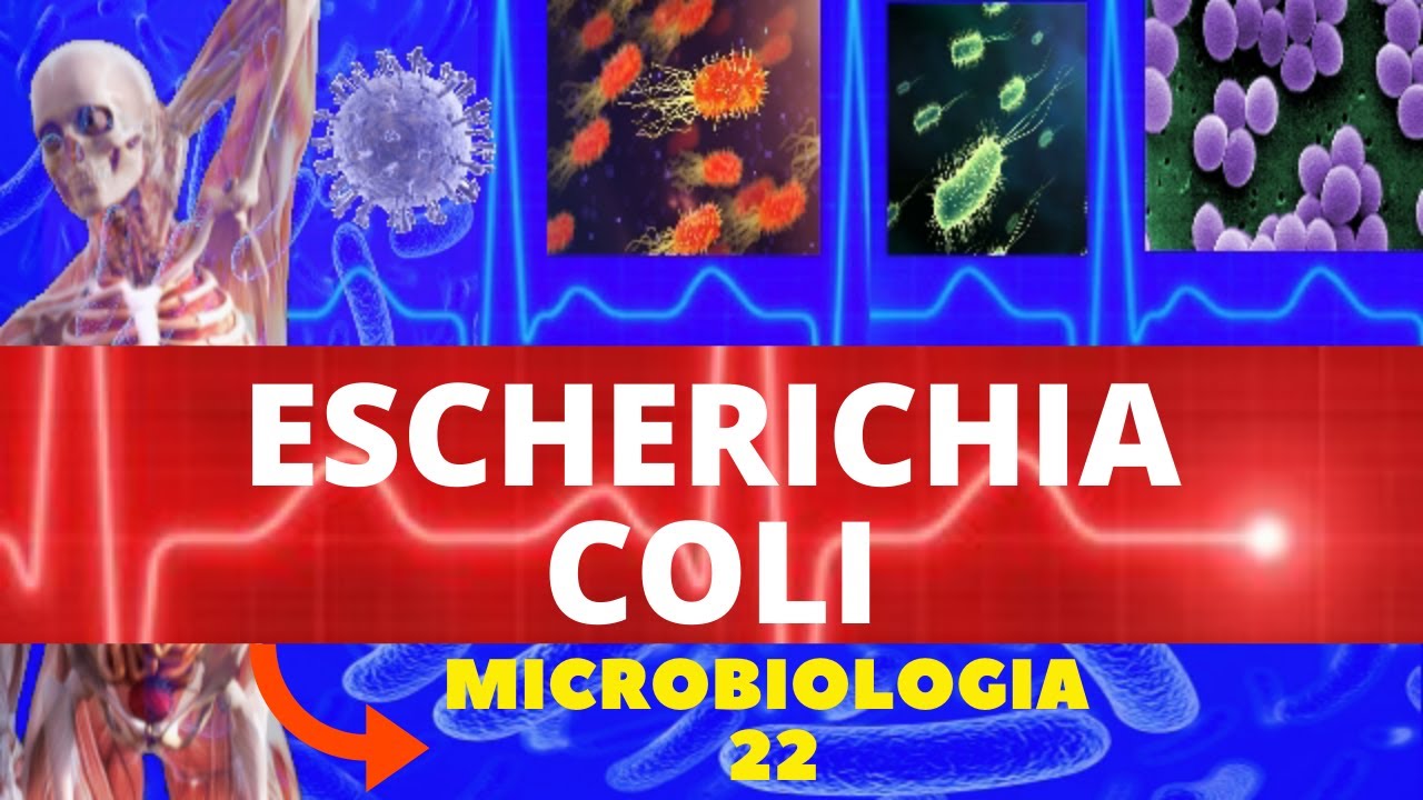 ESCHERICHIA COLI -MICROBIOLOGIA (BACTÉRIAS PATOGÊNICAS) - ENTEROBACTÉRIAS