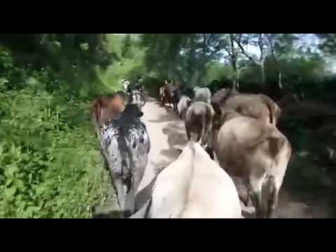 Arreando el Ganado Para Llebarlo A Los Potreros
