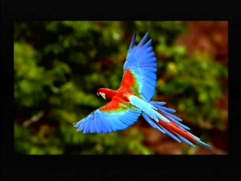 Mushun Dhoovi Gumree