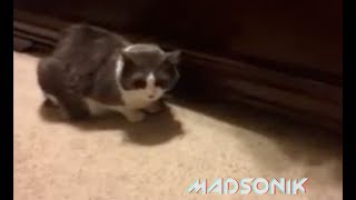 Madsonik - "My Prize Got Took" [OFFICIAL]